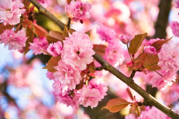 Baum, pink, Blume, Natur, Frühling, auf blühen, Stamm