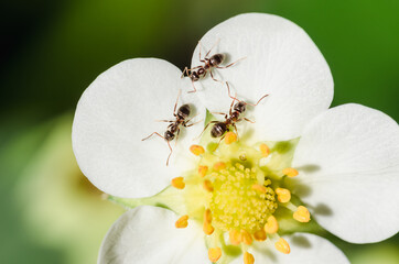 Ants on a strawberry flower.