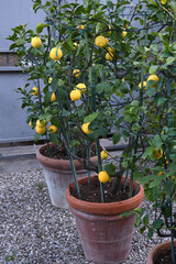 Fototapeta na wymiar beautiful lemons on the plant in a garden