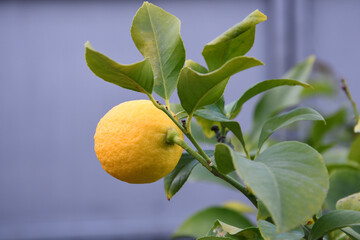 closeup on beautiful lemons on the plant in a garden