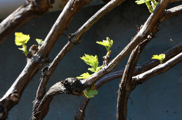 small vine shoots in a vineyard