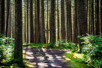 Old pine fir trees trunks with sunling shadows at morning sunrise on Gaudineer knob mountain of Monongahela national forest at Shavers Allegheny mountains with trail direction signpost - obrazy, fototapety, plakaty