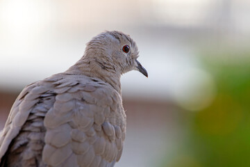 close-up portrait of a dove on blurred background. selective focus.The Eurasian collared dove (Streptopelia decaocto) is a dove species native to Europe and Asia