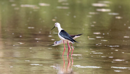Black winged stilt