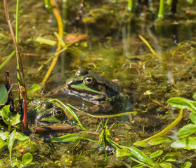 Frösche Wildnis