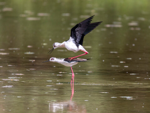 Black winged stilt