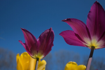 Tulip in the sky