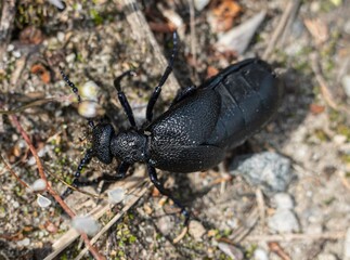 Ölkäfer / Blasenkäfer / Pflasterkäfer / Maiwürmer