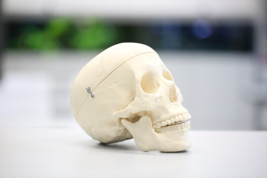 mock human skull for anatomy lesson at school