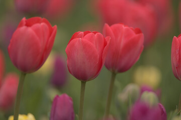Red tulips in the park