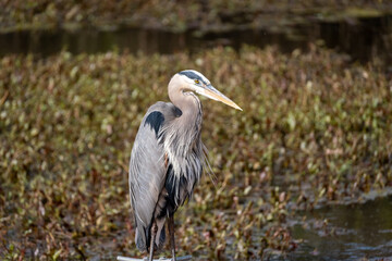 Great Blue Heron