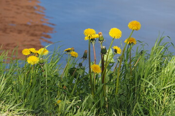 Żółte dmuchawce na tle wody wiosną