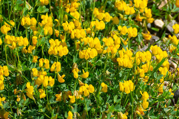 Close-up shot of Bird's-foot Trefoil (Lotus corniculatus)