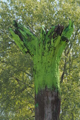 Drzewo pomalowane zieloną farbą na tle drzewa