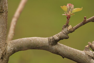 Twig of a Apple tree in Bud and almost blooming close up. Elstar.