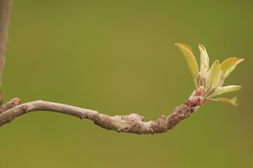 Twig of a Apple tree in Bud and almost blooming close up. Elstar.