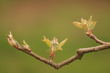 Twig of a Apple tree in Bud and almost blooming close up. Elstar.