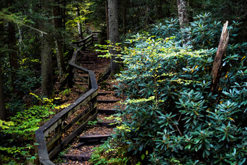 Wooden boardwalk steps stairs hiking trail to Falls of Hills Creek waterfall in Monongahela national forest at Allegheny mountains, West Virginia
