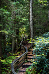Vertical view on wooden boardwalk steps stairs hiking trail to Falls of Hills Creek waterfall in...