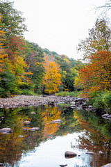 Vertical view on morning nature landscape of Tea creek river in colorful autumn fall with forest trees foliage and rocks stones in shallow water with reflection in West Virginia
