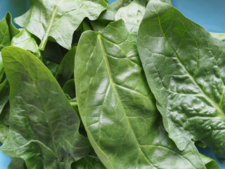 Fototapeta na wymiar green spinach leaves
