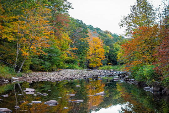 Morning nature landscape of Tea creek river in colorful autumn fall with forest trees foliage and rocks stones in shallow water with reflection in West Virginia