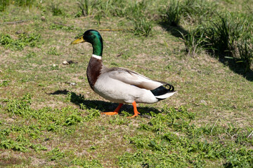 Mallard out for a stroll