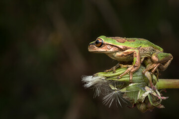 green frog on plant