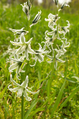 Drooping Star of Bethlehem Ornithogalum nutans flowering plant into green spring botanical garden 