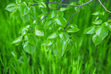 Green leaves in forest for background and wallpaper