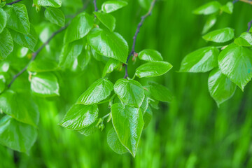 Green leaves in forest for background and wallpaper