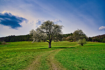 Baum in Blüte im Frühling