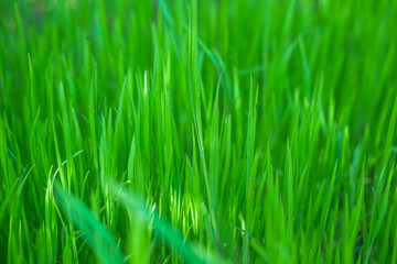 Fototapeta na wymiar Nature in spring. Thick green grass background texture. Element of design.