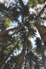 Fototapeta premium Up in the trees you'll find light