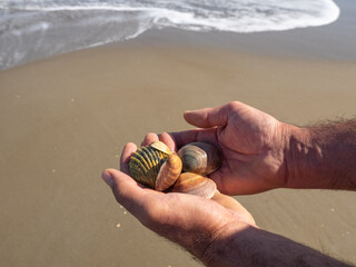MALE hands with seashells on light sand