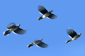 Obraz premium Blue Jay flying in flock overhead
