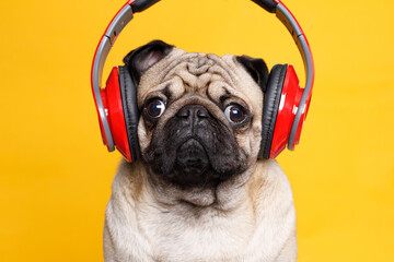 Portrait of adorable, happy dog of the pug breed. Cute smiling dog listening to music in headphones...