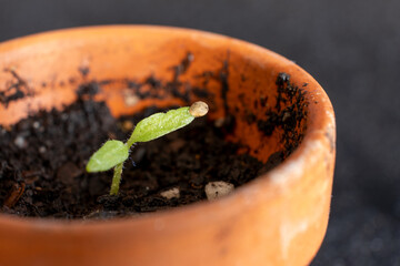 close-up of a small brown pot with a growing seed