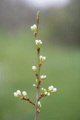 Close up of blackthorn (prunus spinosa) buds emerging