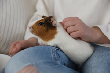 Little girl plays with guinea pig on the couch. Care of Pets.