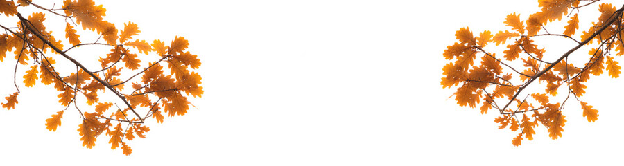 Panorama banner,oak branch with yellow foliage on a white background in autumn.