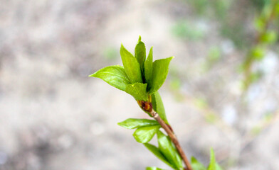 Spring bloom time. Blooming branch with green leaves