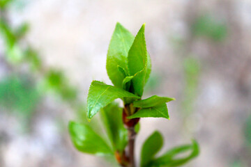 Spring blooming of green petals on a tree branch
