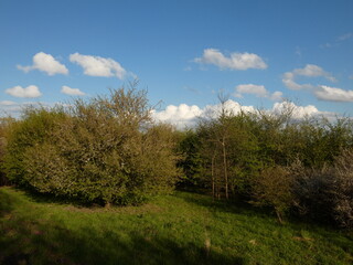 Wild fruit orchard in spring, Gdansk, Poland