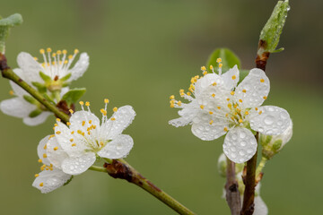 Close up of blackthorn (prunus spinosa) blossom covered in rain droplets