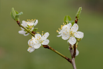 Close up of blackthorn (prunus spinosa) blossom covered in rain droplets