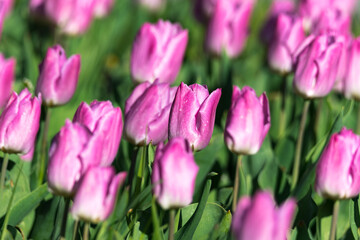 Obraz na płótnie Canvas A field of tulips, the regular shapes of flowers in close-up. Pink tulips growing densely close to each other.