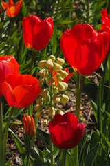 Mała jasna roślina pośród czerwonych tulipanów