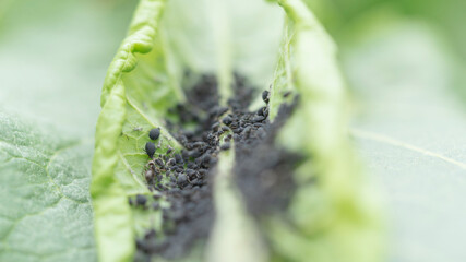 aphid
