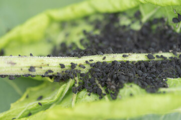 aphid